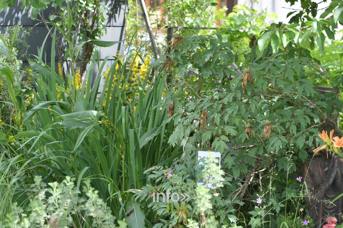 Jardin Mon tout petit jardin de Pascal Match a Chiny, Chiny au Jardin 2026