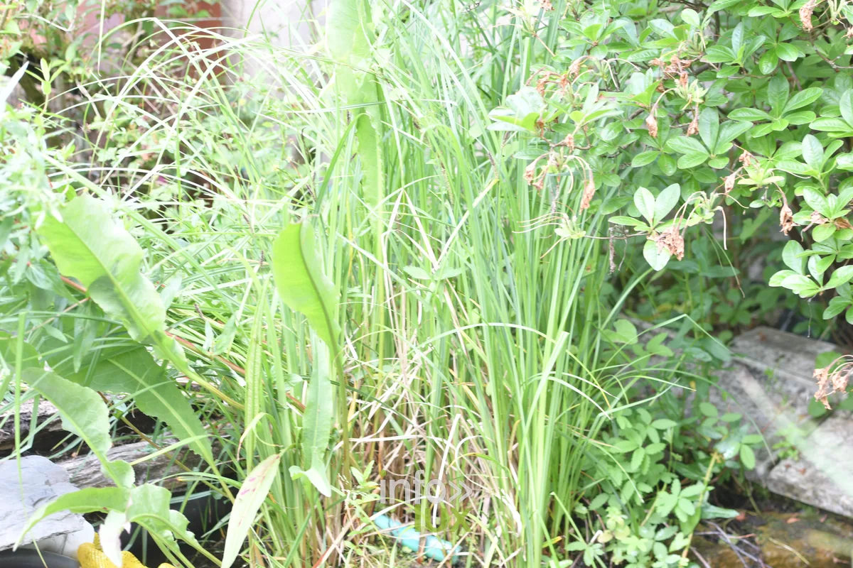 Jardin Mon tout petit jardin de Pascal Match a Chiny, Chiny au Jardin 2026