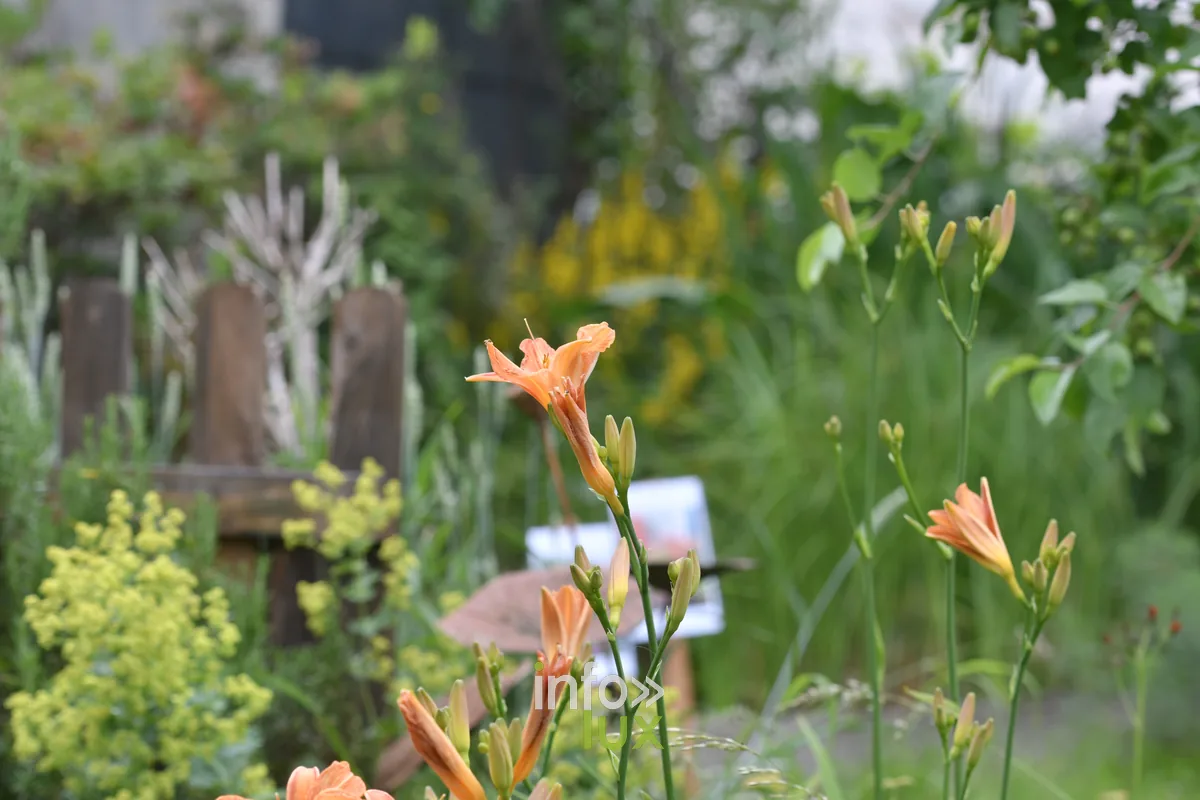 Jardin Mon tout petit jardin de Pascal Match a Chiny, Chiny au Jardin 2026