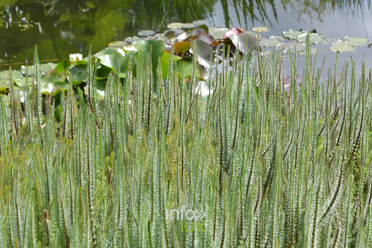 Jardin Un peu de tout de Paule Noiset a Chiny, Chiny au Jardin 2026
