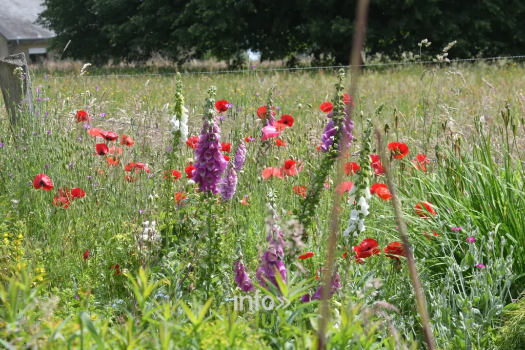 Jardin « Un peu de tout » de Paule Noiset a Chiny : mares, massifs de vivaces et graminees, Chiny au Jardin 2026