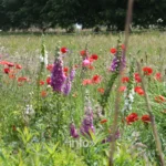 Jardin « Un peu de tout » de Paule Noiset a Chiny : mares, massifs de vivaces et graminees, Chiny au Jardin 2026