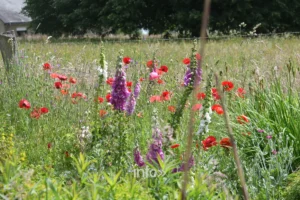 Jardin « Un peu de tout » de Paule Noiset a Chiny : mares, massifs de vivaces et graminees, Chiny au Jardin 2026
