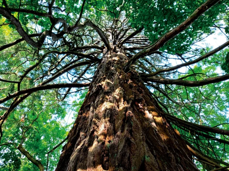 Houyet > Concert > Concert sous les arbres
