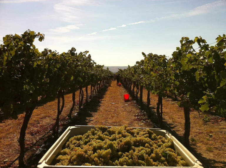 Domaine Bellum Fagetum — illustration : grappes de raisin (Journées Fermes Ouvertes 2026)