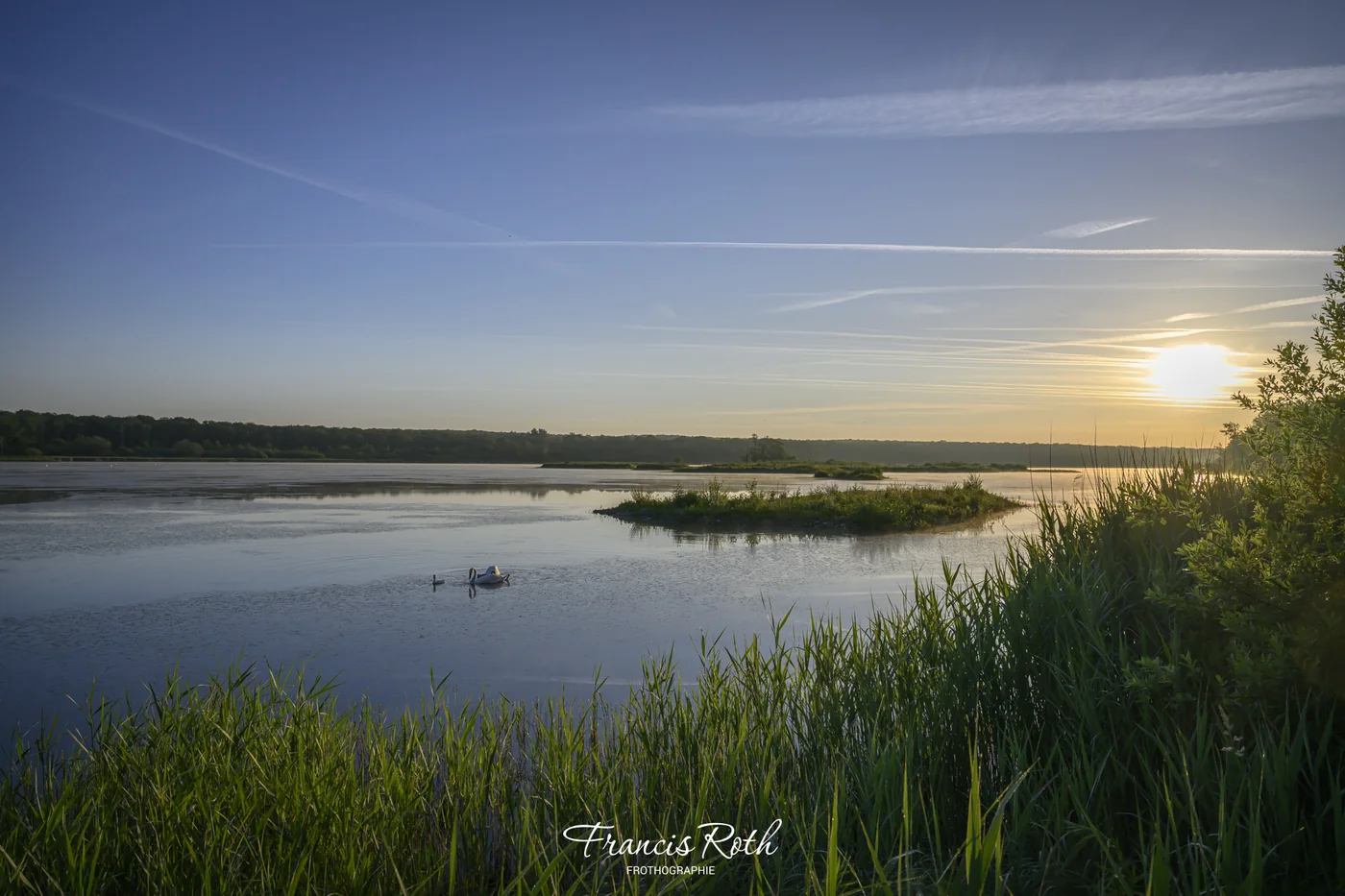 Roselières et zones humides de la réserve — © Francis Roth