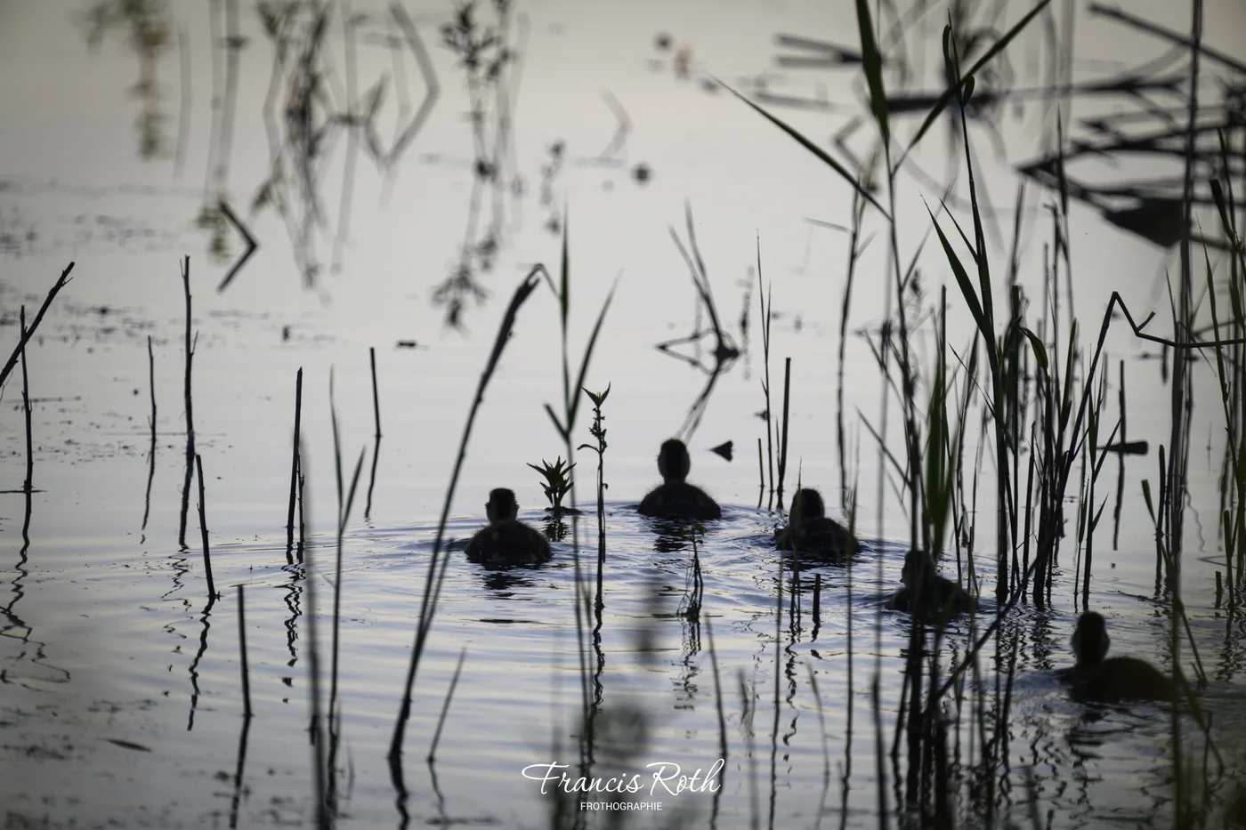 Étangs de Virelles & Aquascope – © Francis Roth