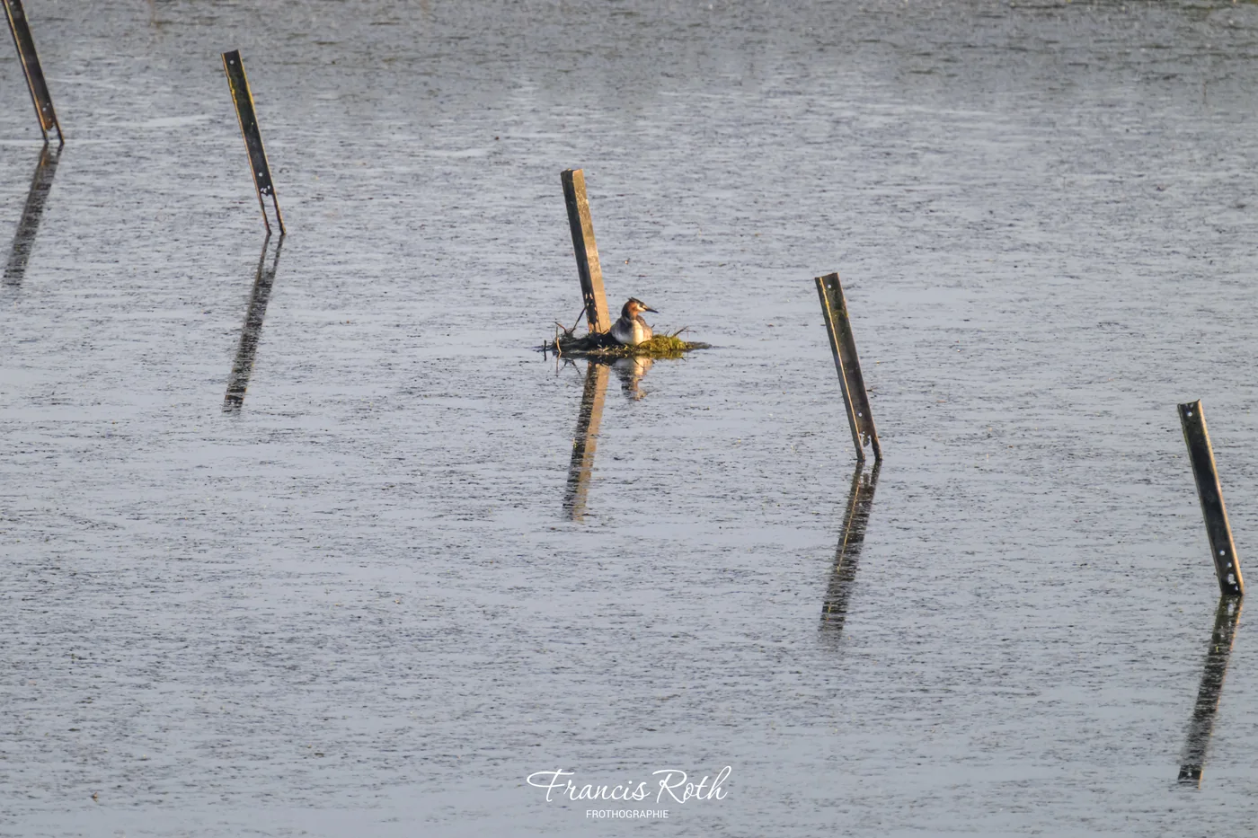 Étangs de Virelles & Aquascope – © Francis Roth