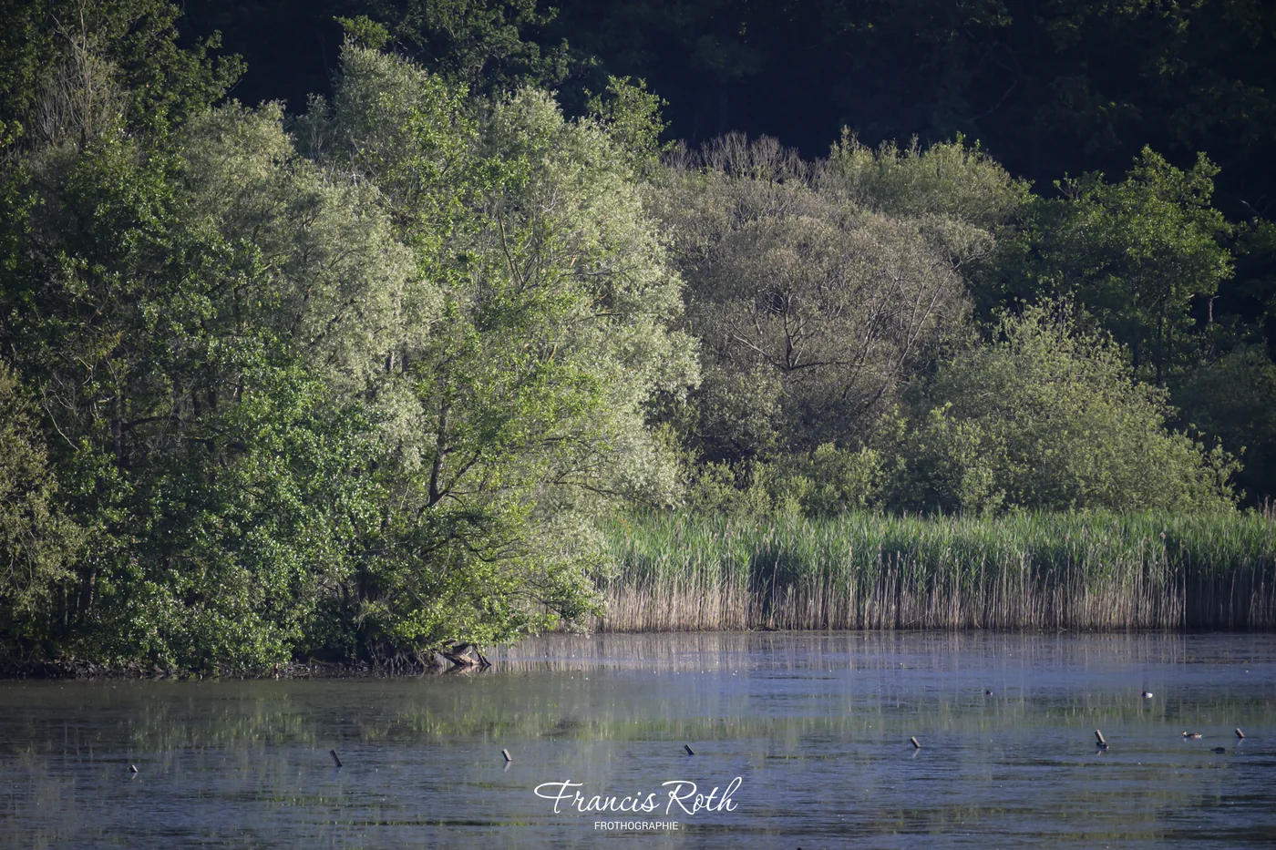 Étangs de Virelles & Aquascope – © Francis Roth
