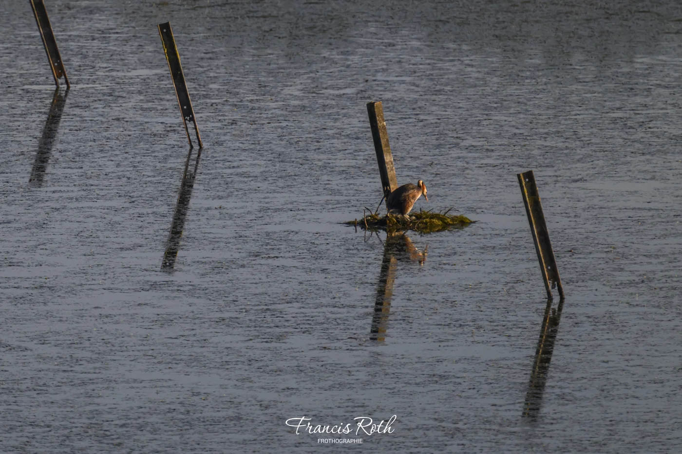 Étangs de Virelles & Aquascope – © Francis Roth