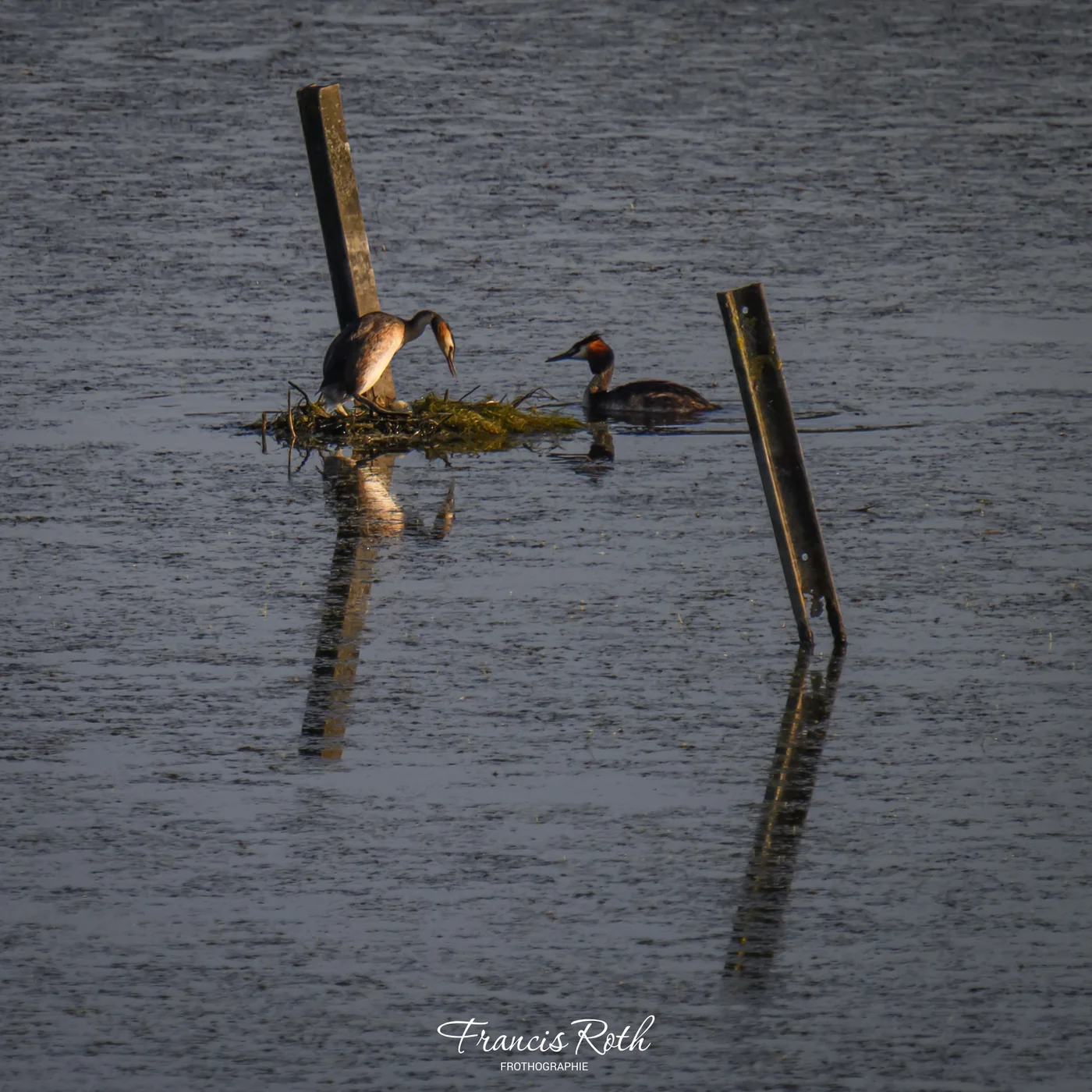 Étangs de Virelles & Aquascope – © Francis Roth