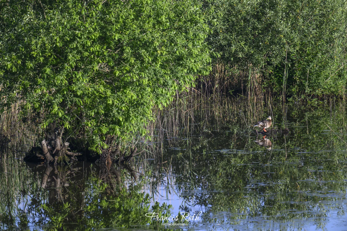 Étangs de Virelles & Aquascope – © Francis Roth