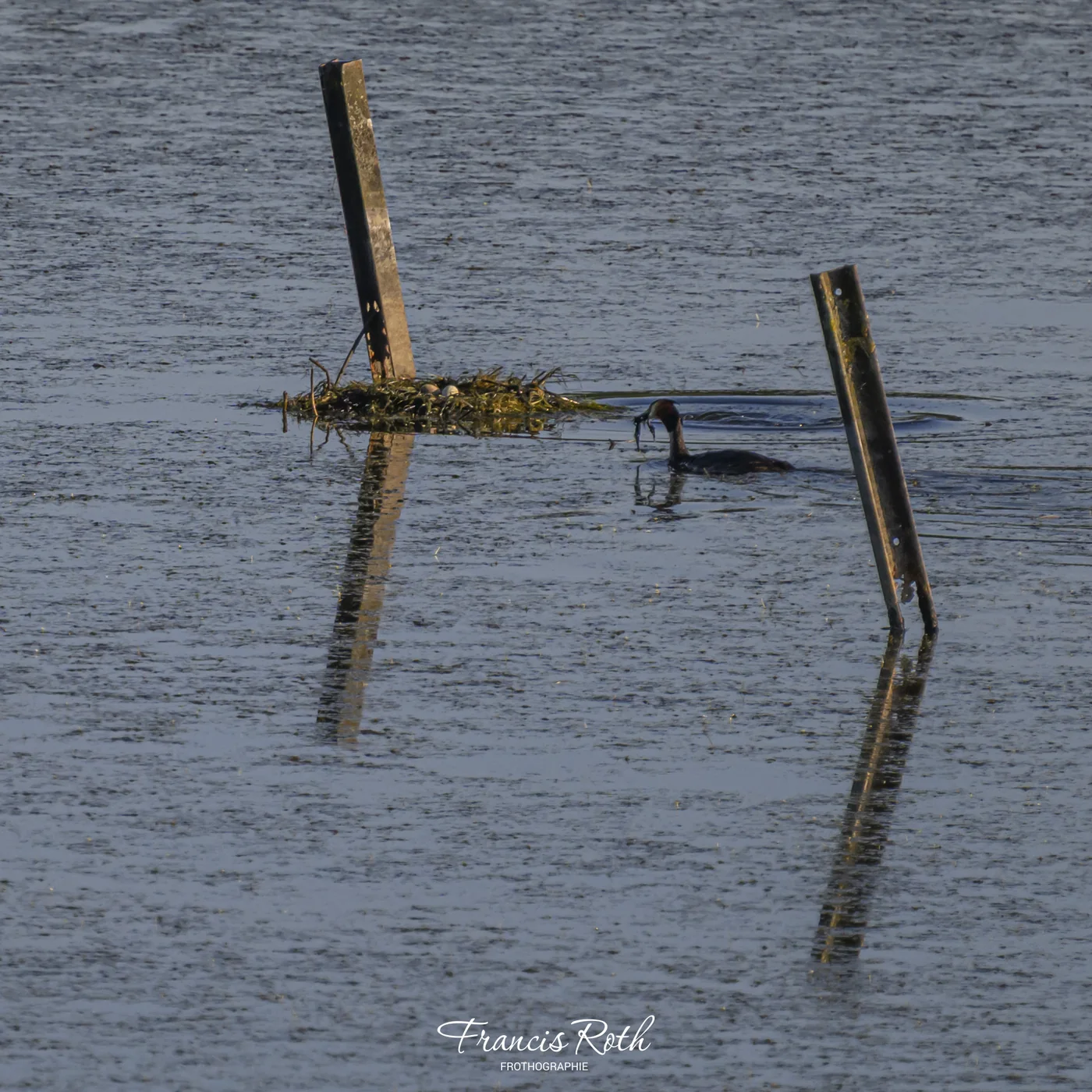 Étangs de Virelles & Aquascope – © Francis Roth