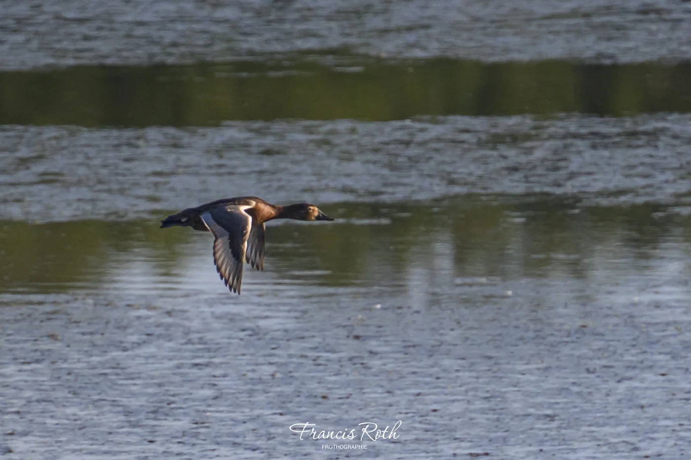 Étangs de Virelles & Aquascope – © Francis Roth