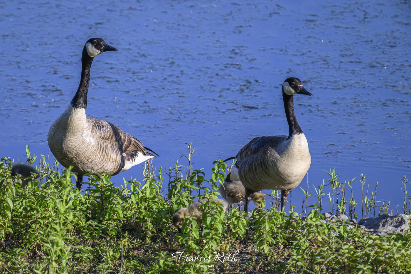 Étangs de Virelles & Aquascope – © Francis Roth