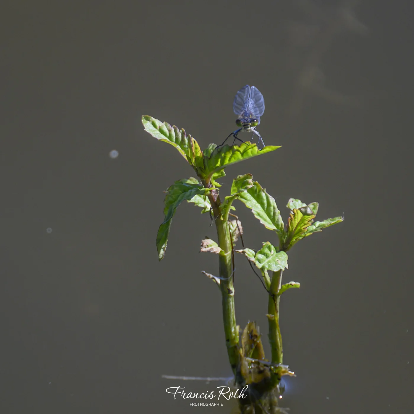 Étangs de Virelles & Aquascope – © Francis Roth