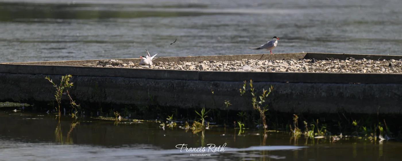 Étangs de Virelles & Aquascope – © Francis Roth