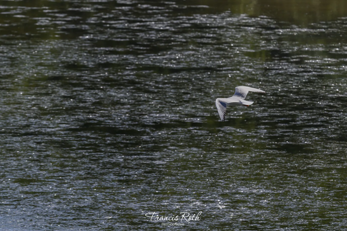 Étangs de Virelles & Aquascope – © Francis Roth