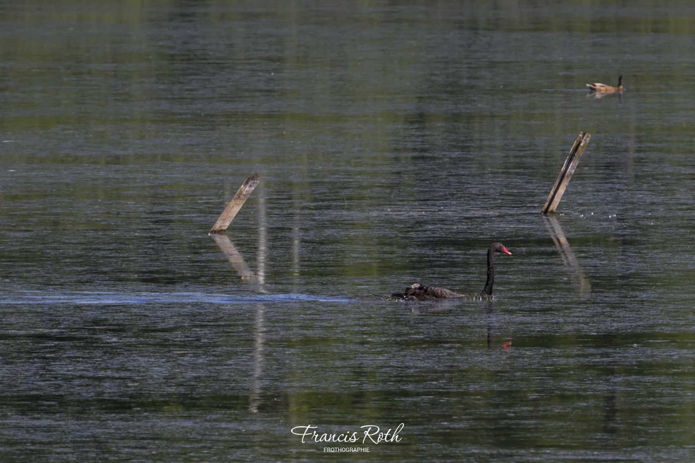Étangs de Virelles & Aquascope – © Francis Roth