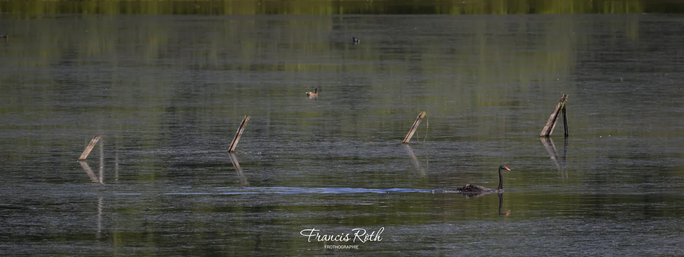 Étangs de Virelles & Aquascope – © Francis Roth