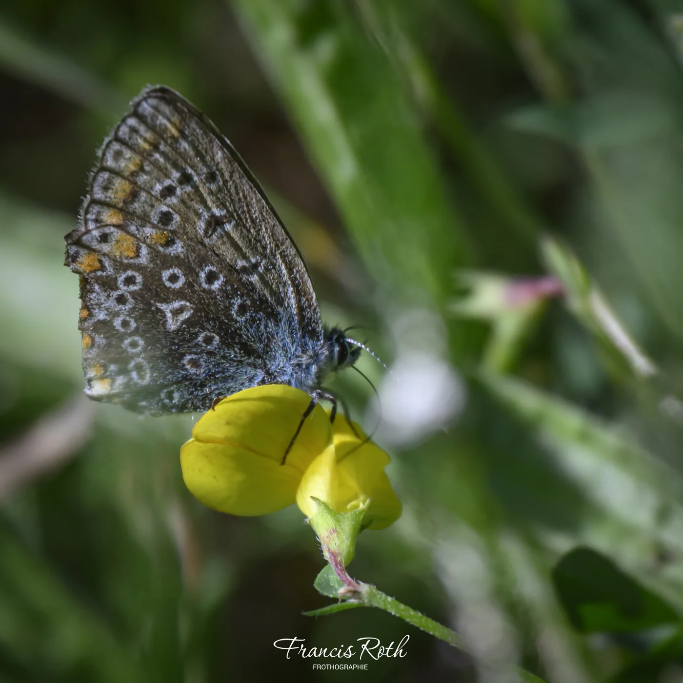 Étangs de Virelles & Aquascope – © Francis Roth
