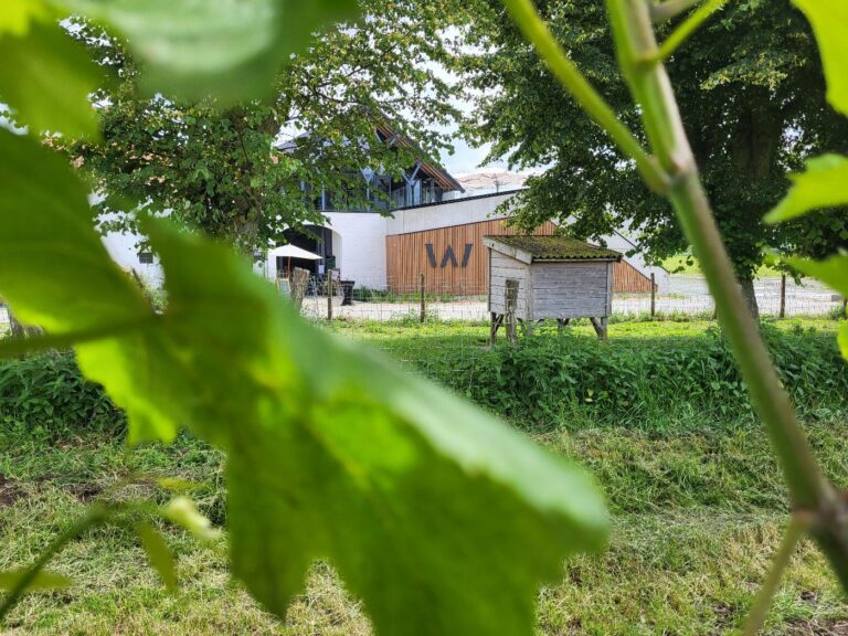 Tubize » Sortie » Flânerie dans les vignes du Domaine W 2026