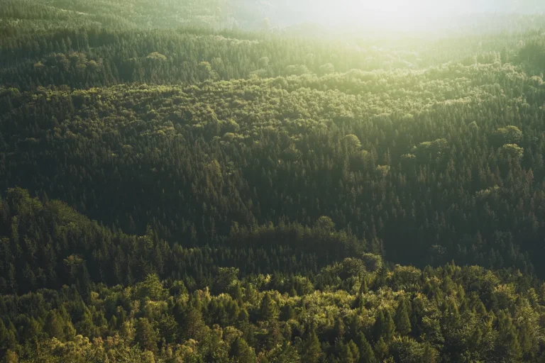 Trooz > Animation > Forêt en fête