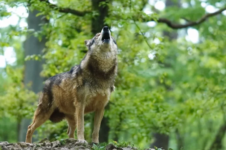 Rochefort > Nature > Histoires de Loups expliquées aux enfants