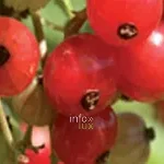 Verger et fraisiers du Jardin des petits fruits de Wépion, Namur