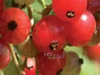 Verger et fraisiers du Jardin des petits fruits de Wépion, Namur