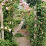 Parcelles de plantes médicinales en jardin médiéval aux Jardins de la Grange, Ellezelles