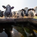Journées Fermes Ouvertes à la Ferme des Templiers 2026
