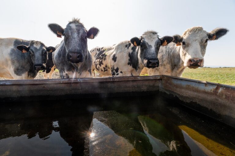 Ohey > Terroir > Journées Fermes Ouvertes à la Ferme des Templiers 2026