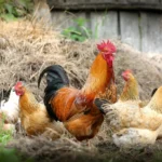 Journées Fermes Ouvertes: Elevage de Durbuy à Durbuy