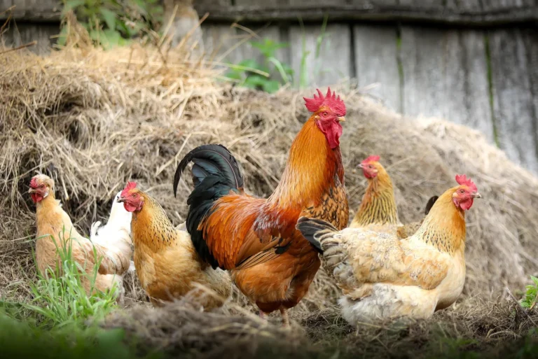 Durbuy > Fermes ouvertes > Journées Fermes Ouvertes: Elevage de Durbuy