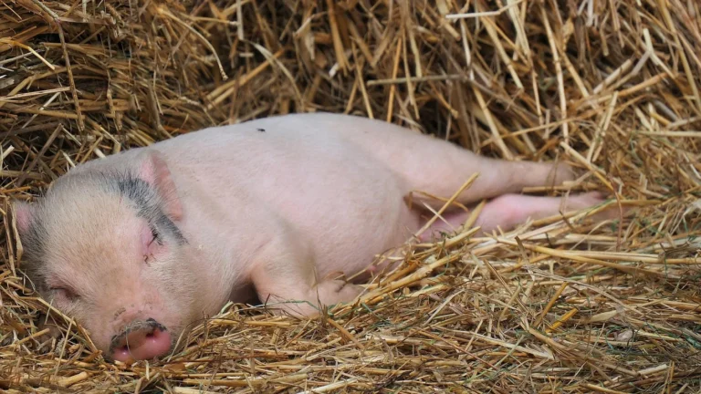 Durbuy > Fermes ouvertes > Journées Fermes Ouvertes: Ferme de Petit Bomal