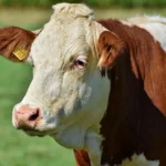 Journées Fermes Ouvertes: La ferme Houard à Durbuy