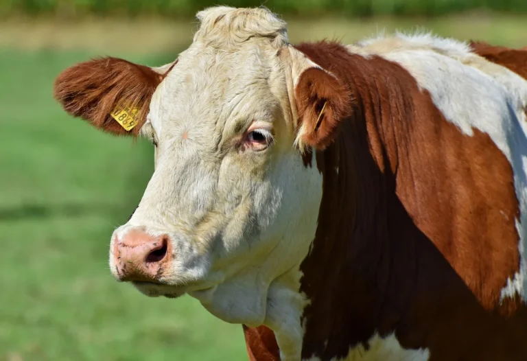 Durbuy > Fermes ouvertes > Journées Fermes Ouvertes: La ferme Houard