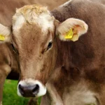 Journées fermes ouvertes à Marche-en-Famenne