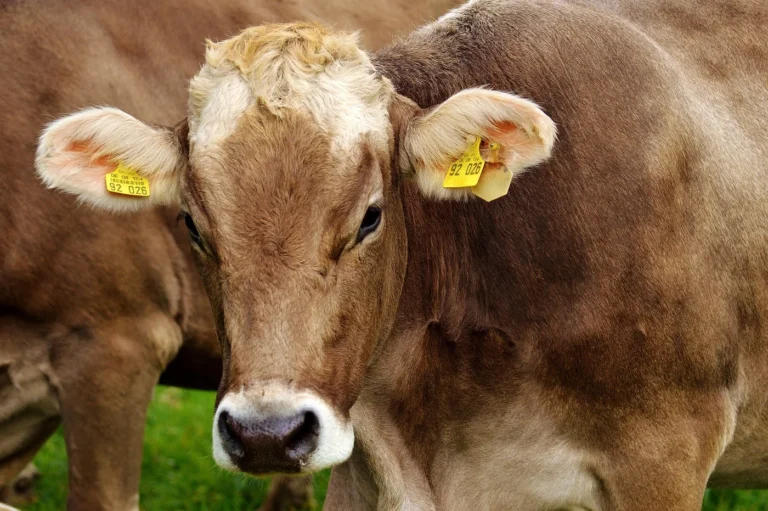 Marche-en-Famenne > Fermes ouvertes > Journées fermes ouvertes