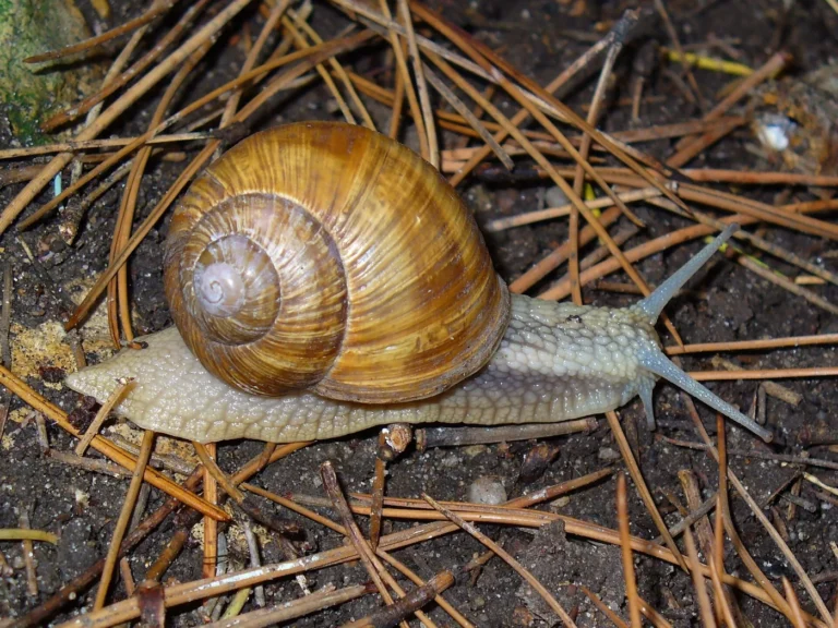 Kain > Fermes ouvertes > L’Escargot d’Or