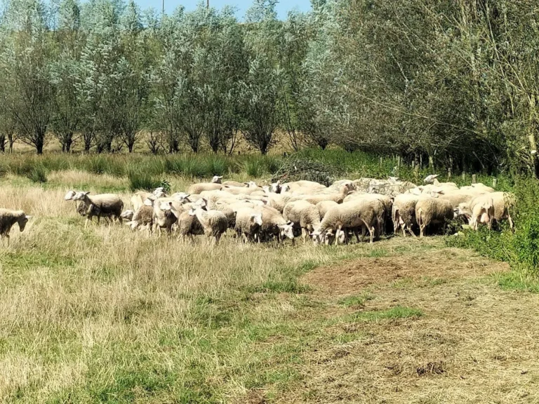 La Bergerie d'Acremont à Acremont — Journées Fermes Ouvertes 2026