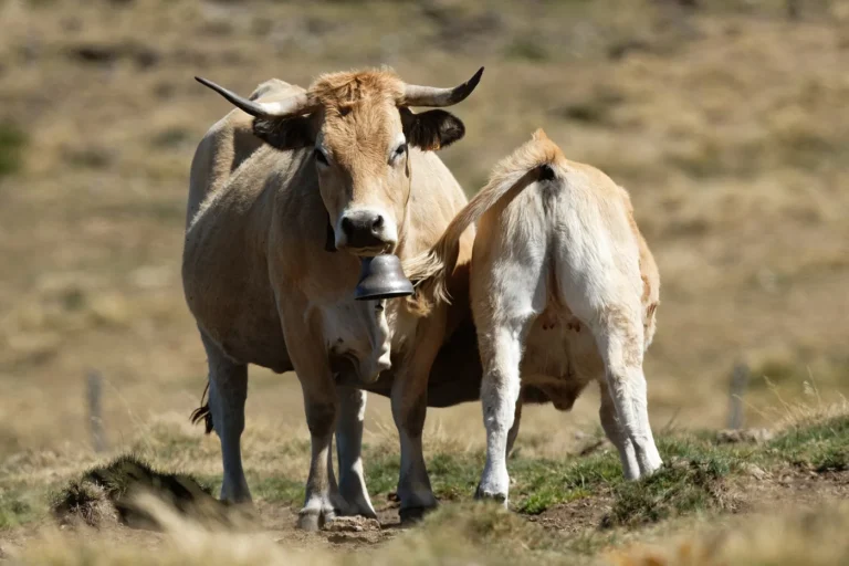 Laplaigne > Fermes ouvertes > La Cense du Maire