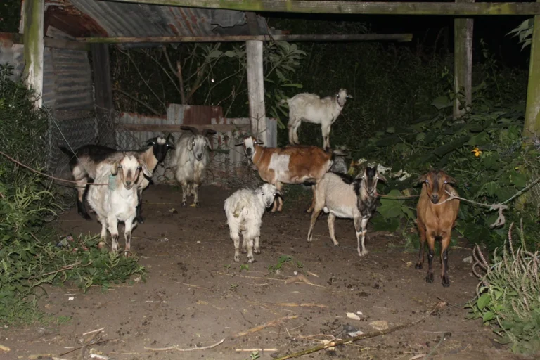 Pipaix > Fermes ouvertes > La Chèvrerie Bio de Pipaix