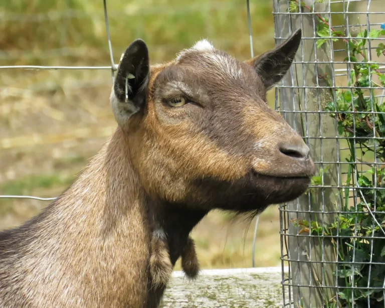 Quévy-le-Petit > Fermes ouvertes > La Chèvrerie des Cerisiers