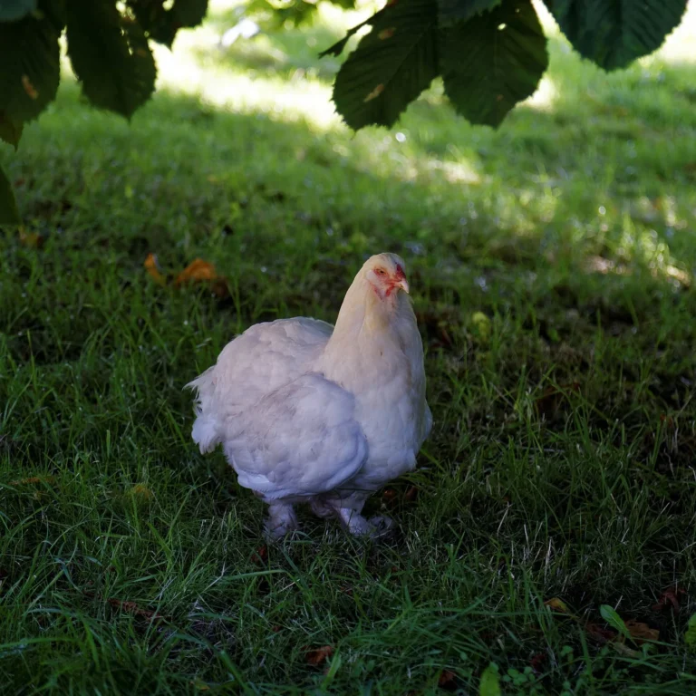 La Ferme de Julien — illustration : poules plein air (Journées Fermes Ouvertes 2026)
