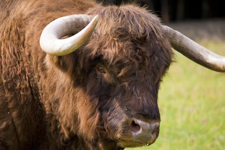 La Ferme de la Tour — illustration : vache Highland (Journées Fermes Ouvertes 2026)