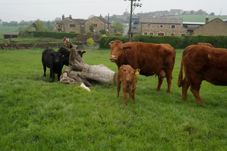 Vance > Fermes ouvertes > La Ferme des Gamelles