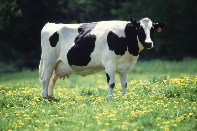 Lobbes > Fermes ouvertes > La Ferme du Champ du Loup