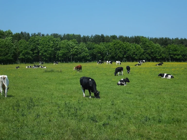 Grosage > Fermes ouvertes > La Ferme du Moulin